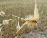 Espartogras - Lygeum spartum