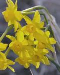 : - Narcissus assoanus