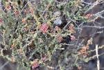 Wurmförmiges Salzkraut - Salsola vermiculata