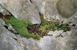 : - Saxifraga exarata subsp. moschata