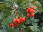Echte Mehlbeere - Sorbus aria