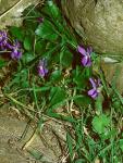 Süssduftendes Veilchen - Viola suavis