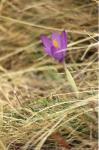 Pyrenäen-Herbst-Krokus - Crocus nudiflorus