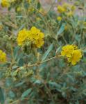 : - Helianthemum squamatum