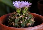 : - Gymnocalycium monvillei