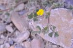Ufer-Schneckenklee - Medicago littoralis