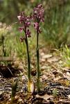 Gemeines Knabenkraut - Anacamptis morio