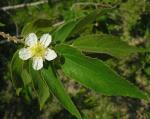 : - Muntingia calabura