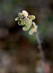 Echtes Schildkraut - Clypeola jonthlaspi