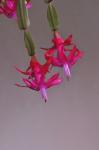 Echter Weihnachtskaktus - Schlumbergera truncata