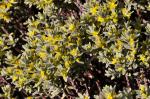 : - Thymelaea tinctoria