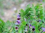 Schmalblättrige Wicke - Vicia angustifolia