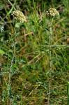 Wohlriechende Garbe - Achillea odorata