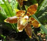 : - Odontoglossum luteopurpureum