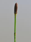 Ästiger Schachtelhalm - Equisetum ramosissimum