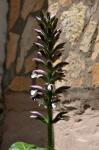 Weichblätterige Bärenklau - Acanthus mollis