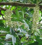 : - Oreopanax xalapensis