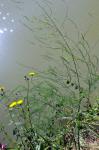 Gemüsespargel - Asparagus officinalis