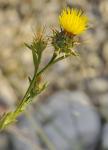Malta-Flockenblume - Centaurea melitensis