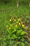 Gelber Frauenschuh-Cypripedium calceolus