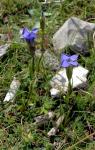 Gewöhnlicher Fransenenzian - Gentianopsis ciliata