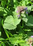 Purpurrote Taubnessel - Lamium purpureum