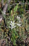 Narbonne-Milchstern - Ornithogalum narbonense