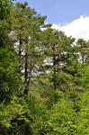 Waldkiefer - Pinus sylvestris