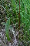 Knäuel-Ampfer - Rumex conglomeratus