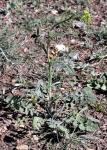Orientalische Rauke - Sisymbrium orientale