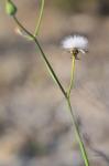 Zarte Saudistel-Sonchus tenerrimus