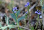 : - Veronica tenuifolia