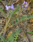: - Astragalus stella