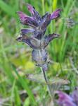Alpenhelm - Bartsia alpina