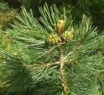 Mexikanische Nusskiefer - Pinus cembroides