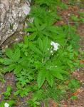Fiederblätterige Zahnwurz - Cardamine heptaphylla