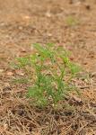 Einjährige Carrichtera - Carrichtera annua