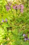 Echtes Tausendgüldenkraut - Centaurium erythraea