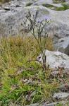 Plumiers Milchlattich - Lactuca plumieri