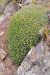 : - Hormathophylla spinosa