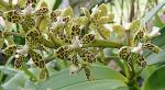 :-Prosthechea vespa