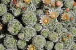 Länglicher Warzenkaktus - Mammillaria gracilis