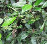 : - Psychotria marginata