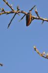 Mandel - Prunus dulcis