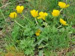 : - Ranunculus ollissiponensis subsp. alpinus