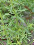 Hunds-Braunwurz - Scrophularia canina