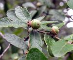 : - Quercus castanea