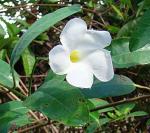 : - Rhabdadenia biflora