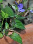 : - Viola labradorica
