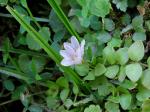 Zarter Gauchheil - Anagallis tenella